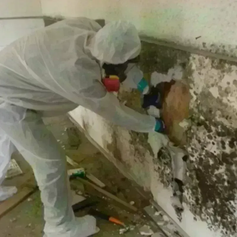 Mold Remediation and Removal in Memphis, MI